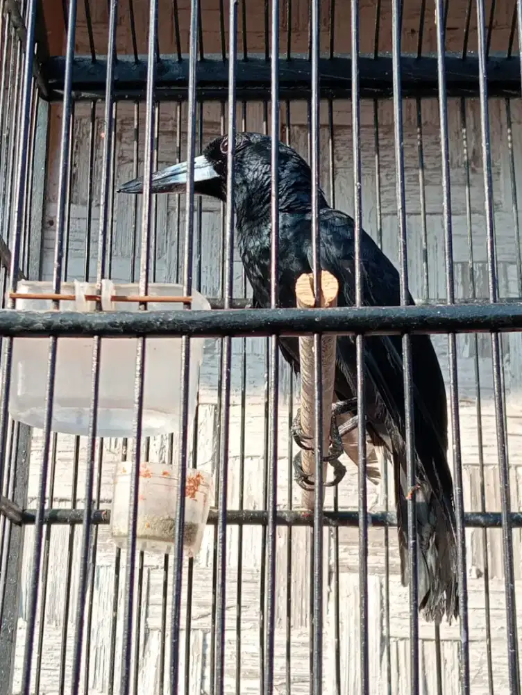 Jagal Papua Hitam gacor