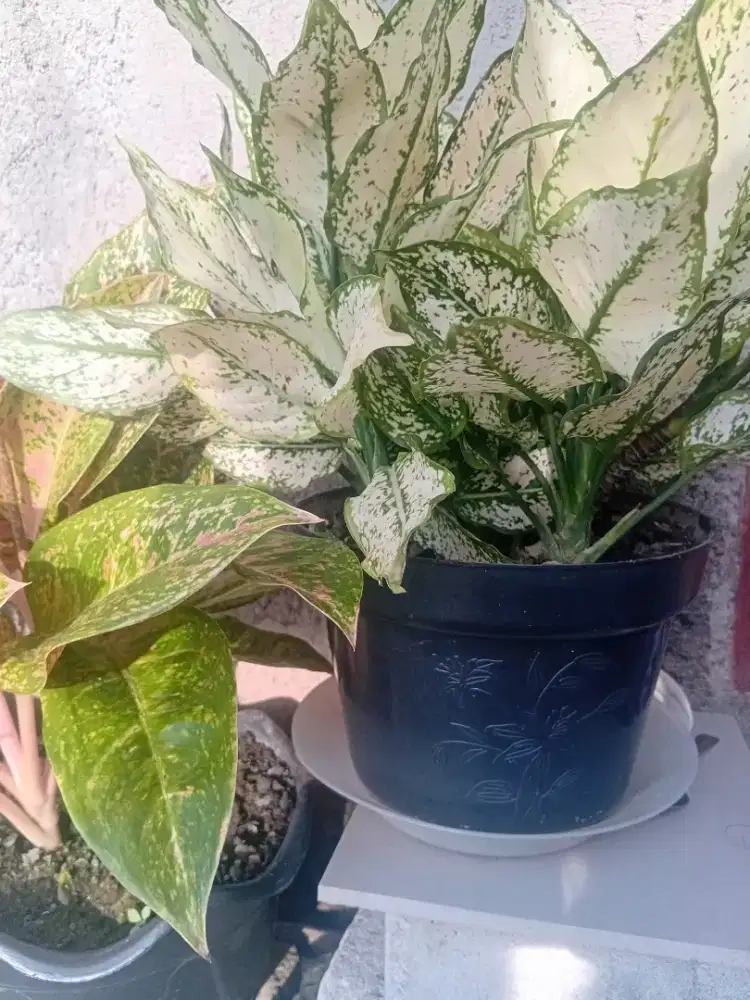 Jual macam-macam bunga.