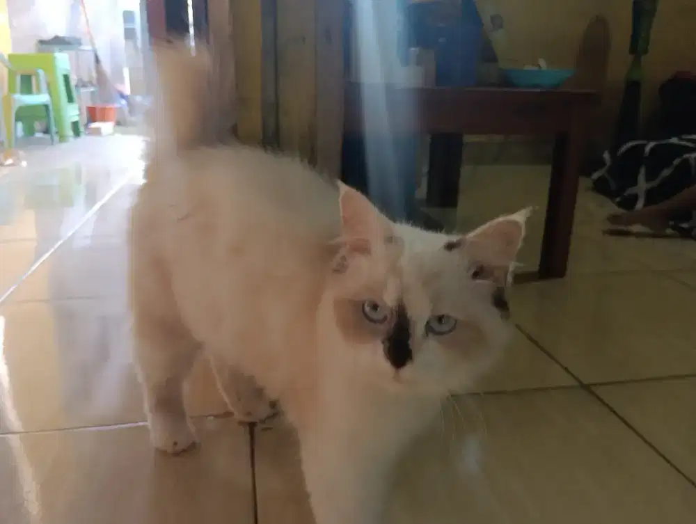 Kucing Himalaya Betina
