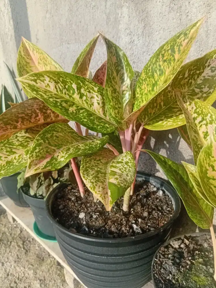 Jual macam-macam bunga