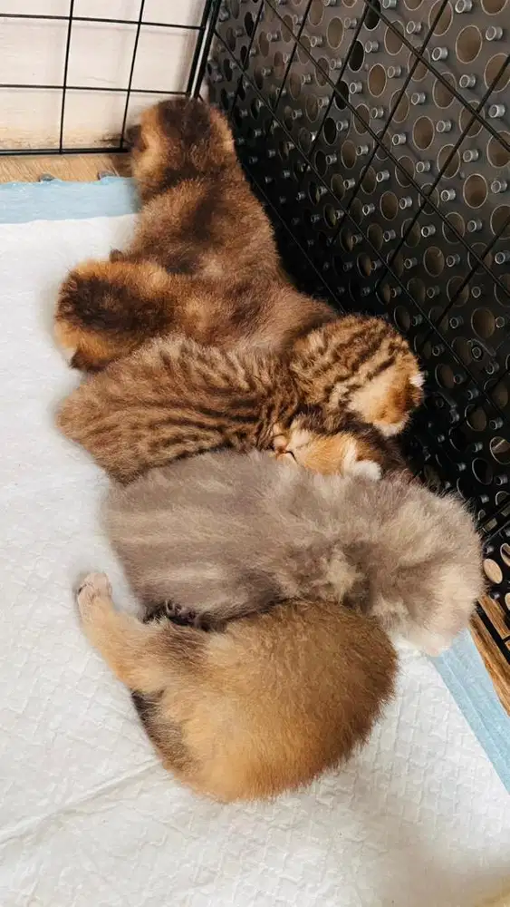 Kitten BSH (British Short Hair)