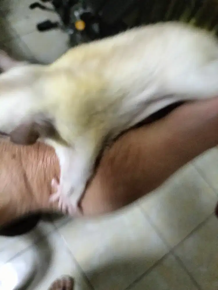 Sugar glider creamino joey betina