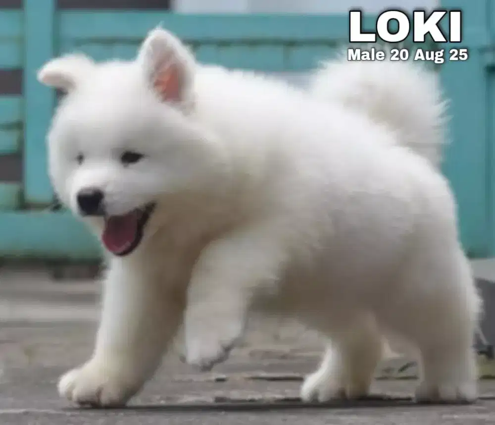 Samoyed jantan •LOKI•