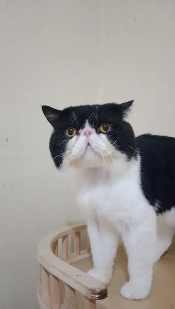 Kucing Jantan Exotic Shorthair