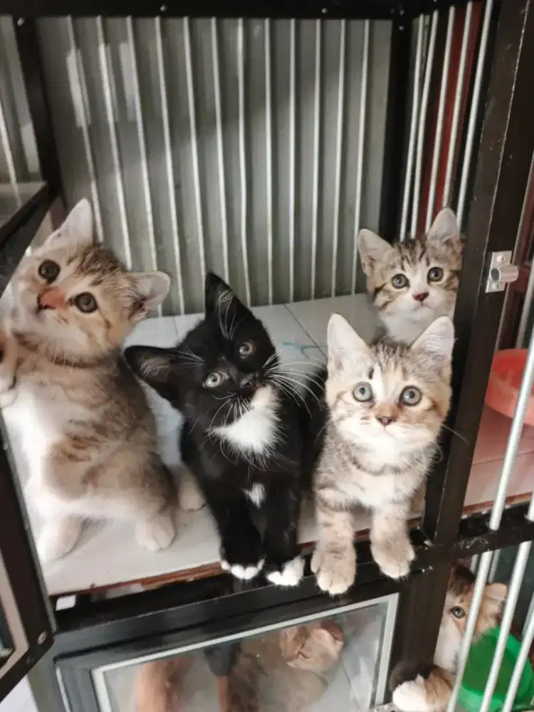 Persia Shorthair 2 pasang 2,5 bulan