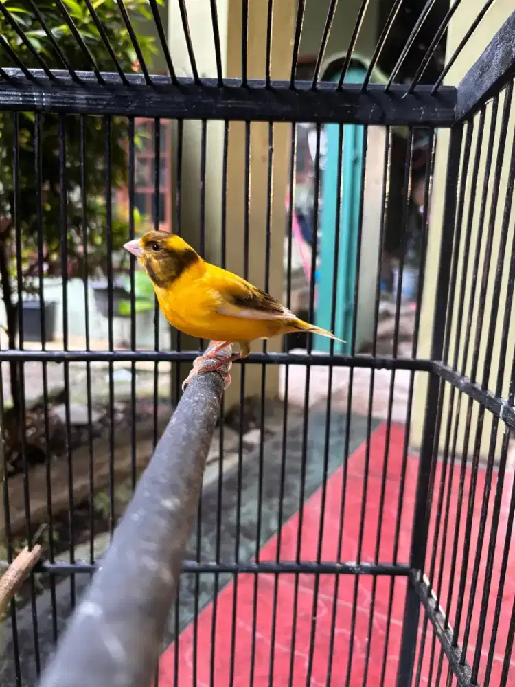 Kenari Jantan Sudah Gacor