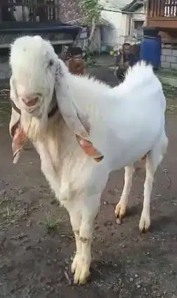 kambing etawa senduro jantan 2 tahun TB 1 meter siap pejantan pemacek