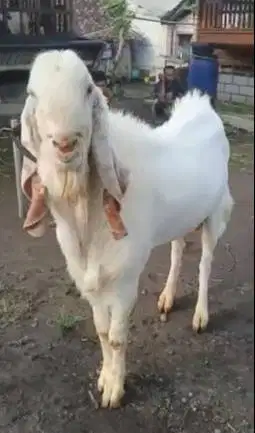 kambing etawa senduro jantan 2 tahunan TB 100cm jumbo superan monster