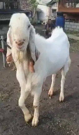 kambing etawa senduro jantan 2 tahunan TB 100cm pemacek tangguh manteb