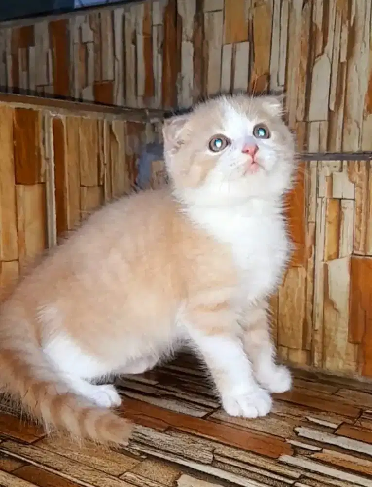 kitten scottish fold