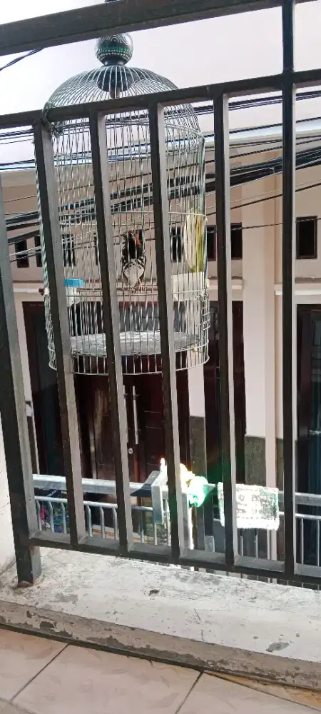 Burung anis kembang ring NN purtot bt murai boleh