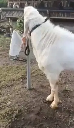 kambing etawa senduro jantan 2 tahunan TB 100cm gagah pemacek tangguh