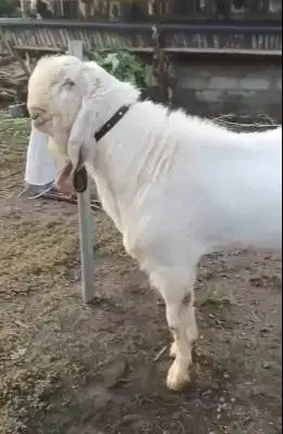 kambing etawa senduro jantan 2 tahunan TB 100cm gagah pemacek tangguh