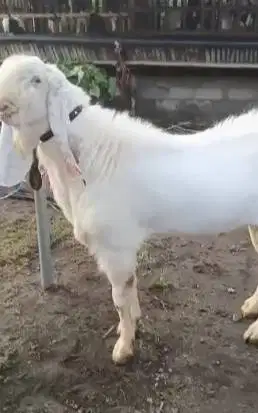 kambing etawa senduro jantan 2 tahunan TB 100cm jumboan pemacek manteb
