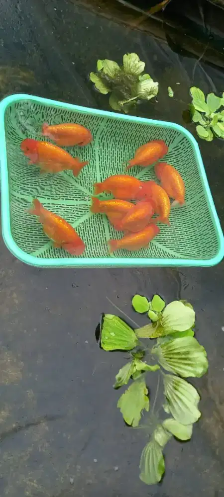 Ikan Koki Rancu Merah