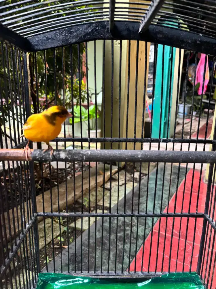 Sangkar Kenari Plus Burung Kenari sudah Gacor