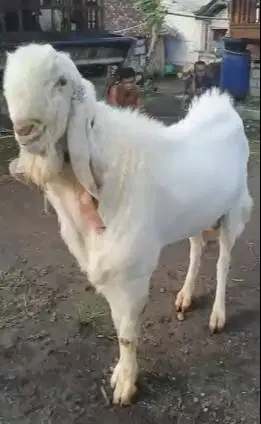 kambing etawa senduro jumboan TB 100cm 2 tahunan pemacek tangguh puas