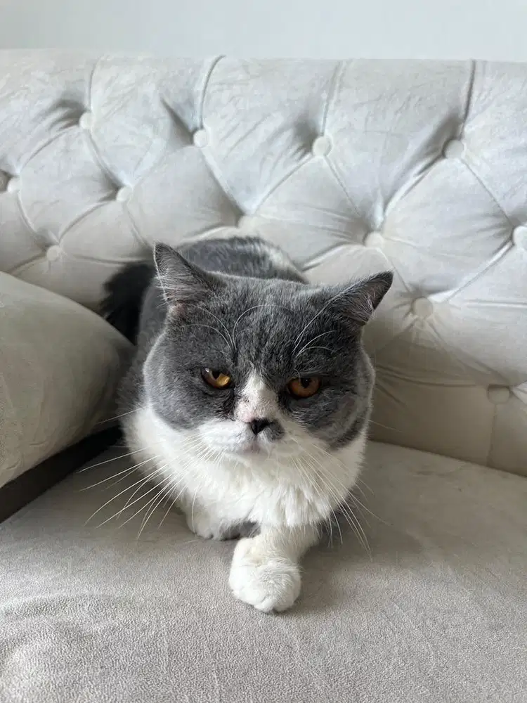 BSH JANTAN UMUR 1 TAHUN