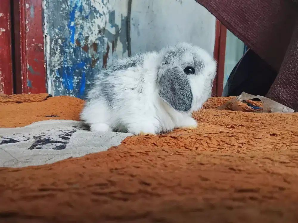 Kelinci lucu holland lop