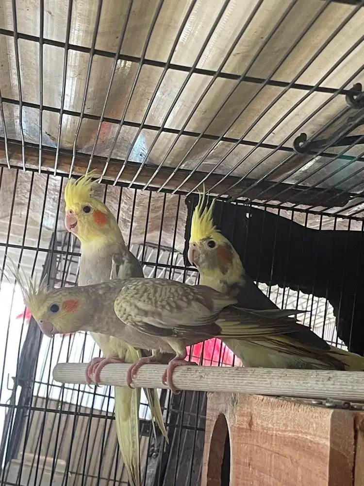 Burung falk parkit australia