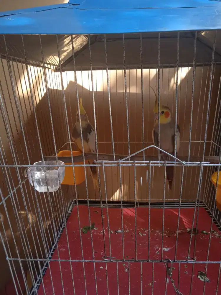 Parkit Australia falk