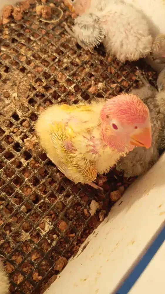 Burung lovebird lolohan