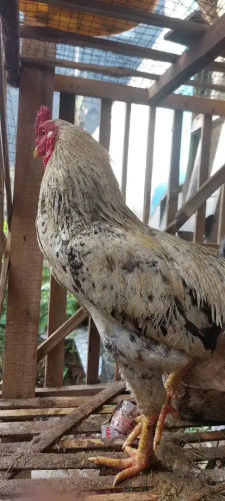 Jual Ayam Jago Jantan Putih (nego sampai jadi)