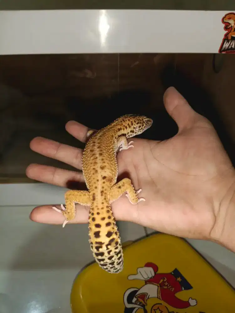 Gecko Dewasa Grade A+