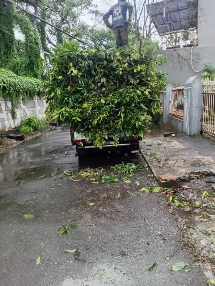 Jasa tebang pohon dan perapihan