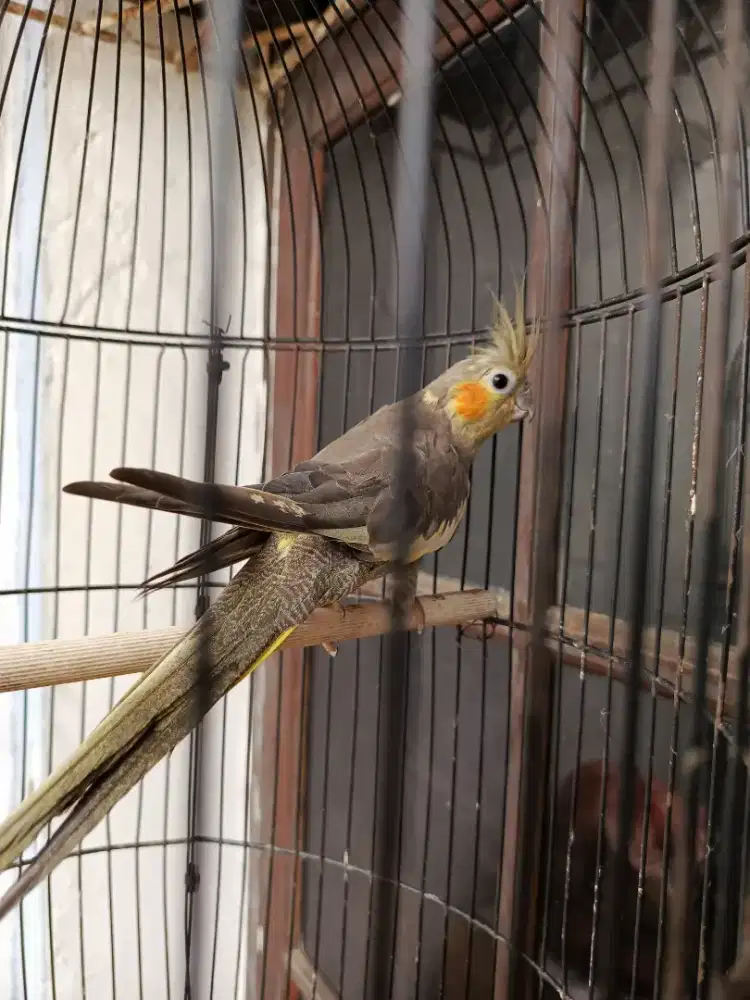 Parkit australia,Burja,betina sehat (Net)