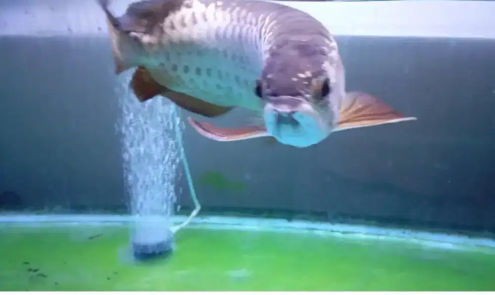 Arowana golden red