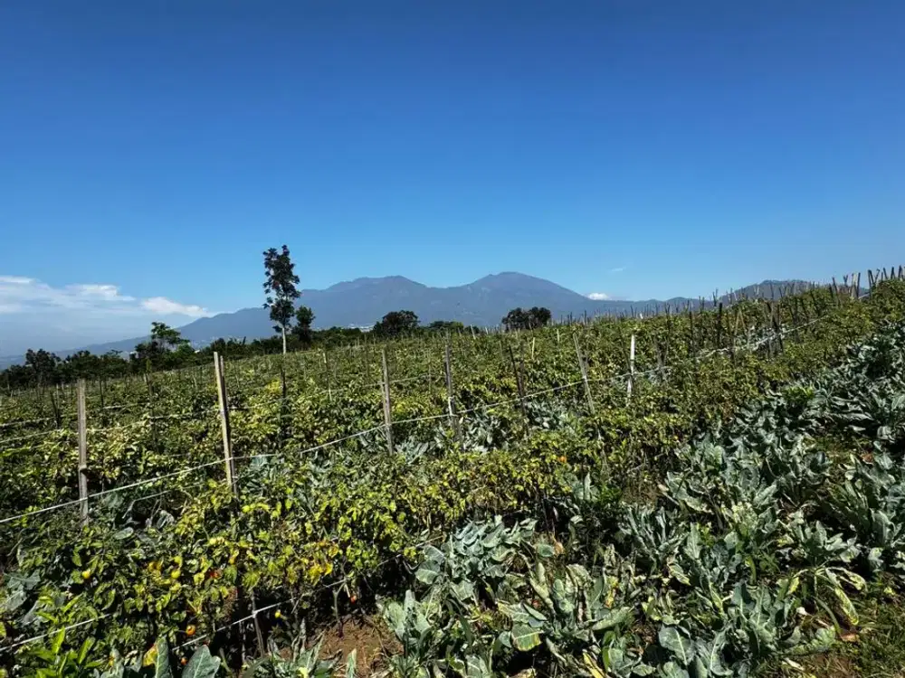 TANAH PERTANIAN KOTA BATU CUMA 250 RIBU SAJA