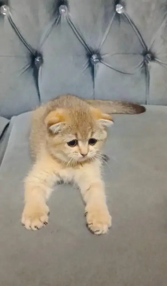 Anak emas scottish fold shorthair golden