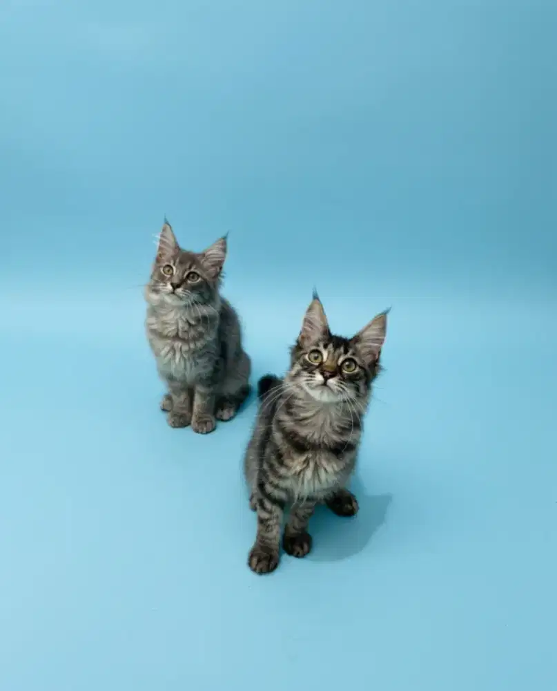 Kucing mainecoon / kitten mainecoon / mc / menkun / ped