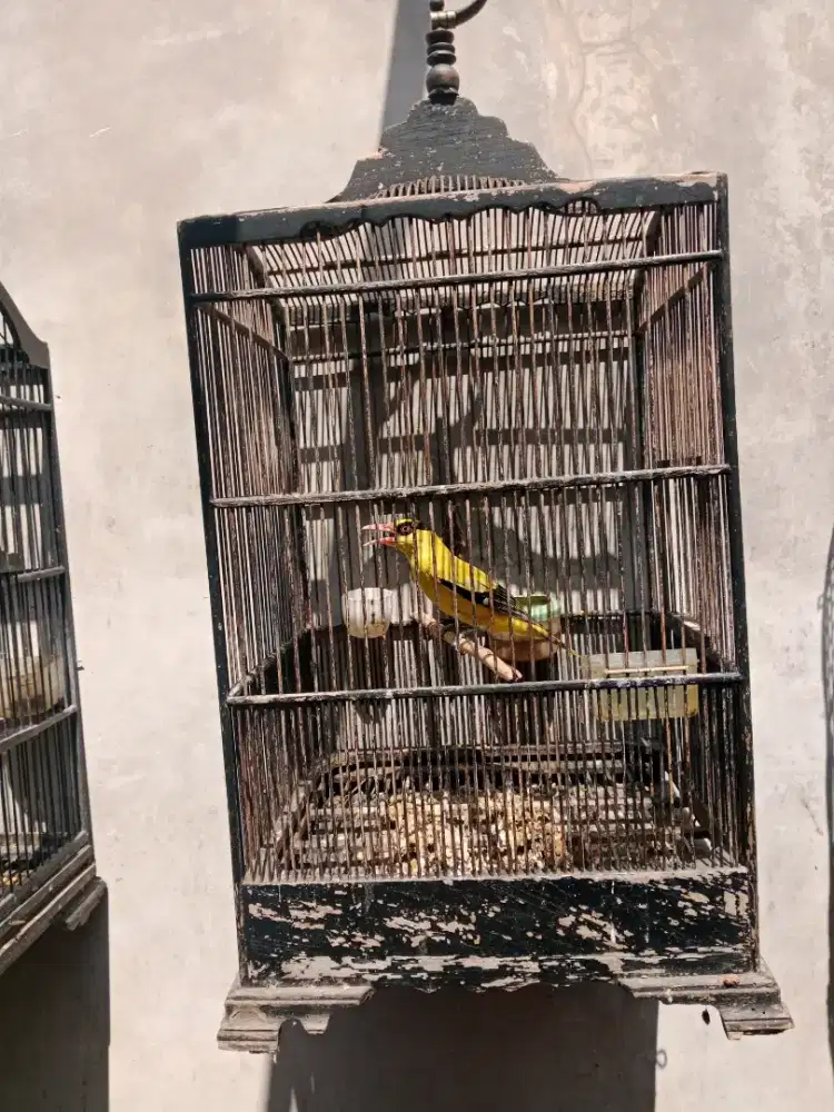 Burung kepodang vortot harian bunyi
