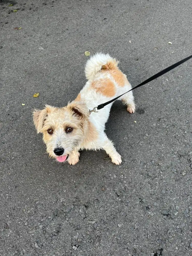 Jack Russel Pure Russia