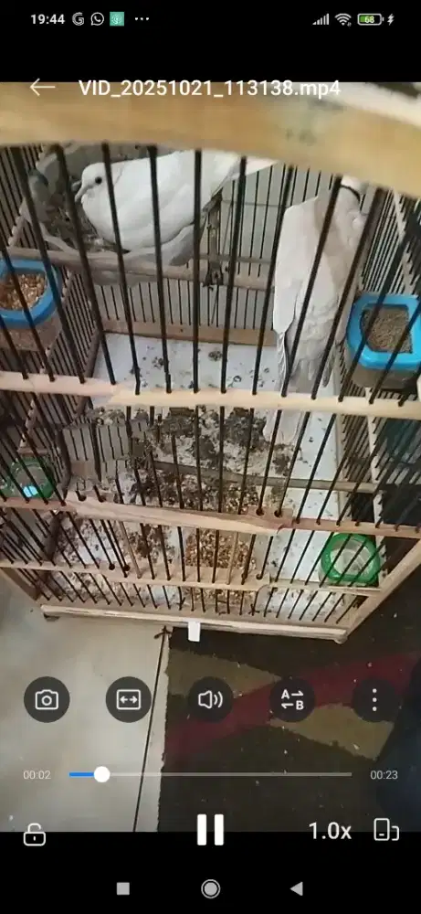 Burung puter sepasang