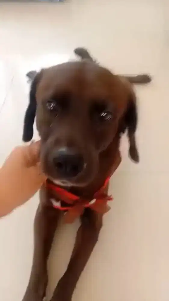 Labrador mixed local anjing dewasa