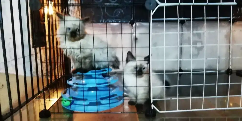 Kitten himalaya siam himalayan persia anggora ragdol