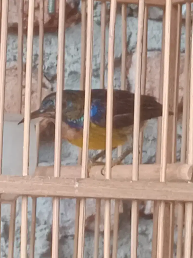 Burung korlap plus kandang