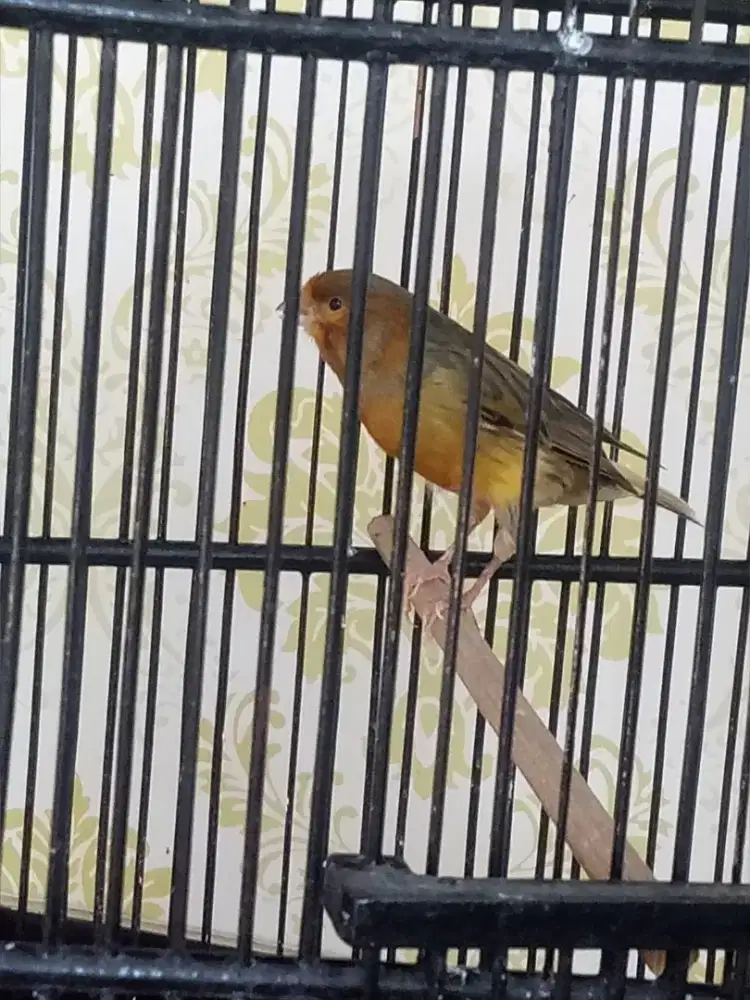 Kenari loper udah bunyi