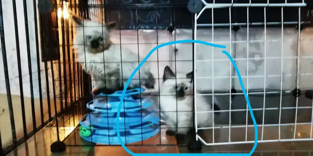 Kitten himalaya siam himalayan persia anggora ragdol