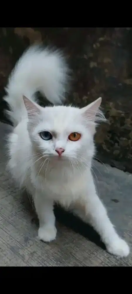 LA KUCING PERSIA BETINA DEWASA