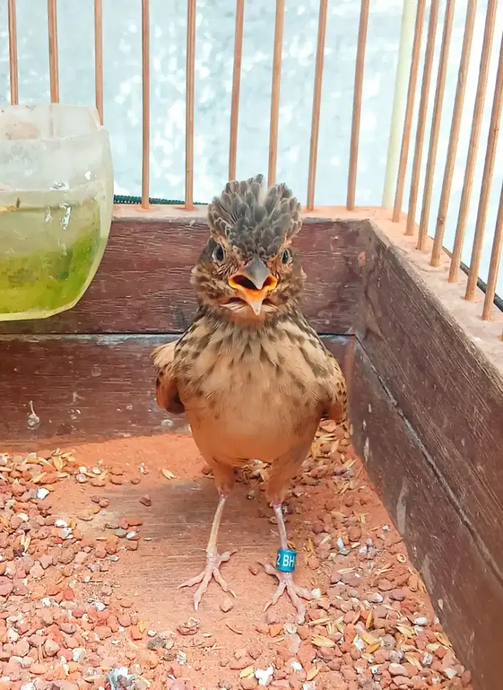 Betina Java x ParvaJowo' KProgo