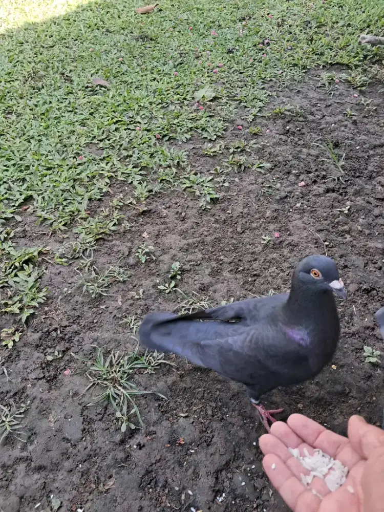 Burung merpati pos jantan