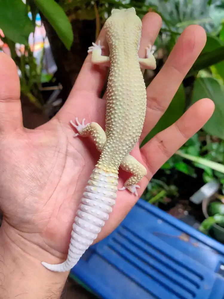 Lowongan ART urus hewan