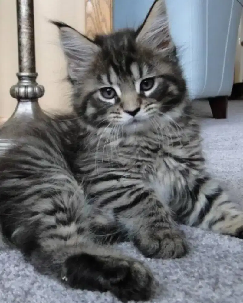 jual kucing persia 2 bulan jantan