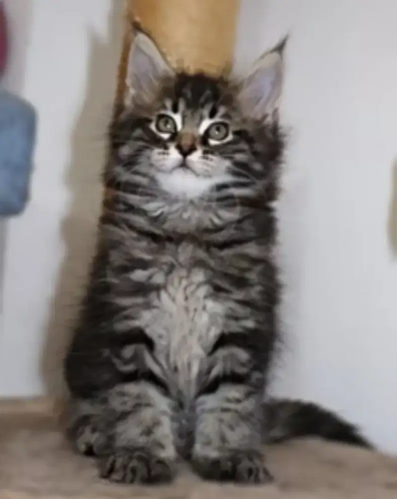 jual anakan kucing 2 bulan jantan lokasi amplaz