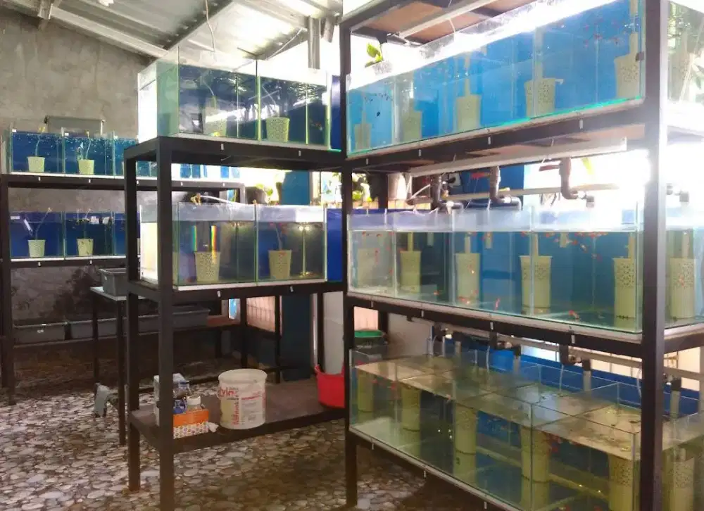 Jual Akuarium Ikan Bekas