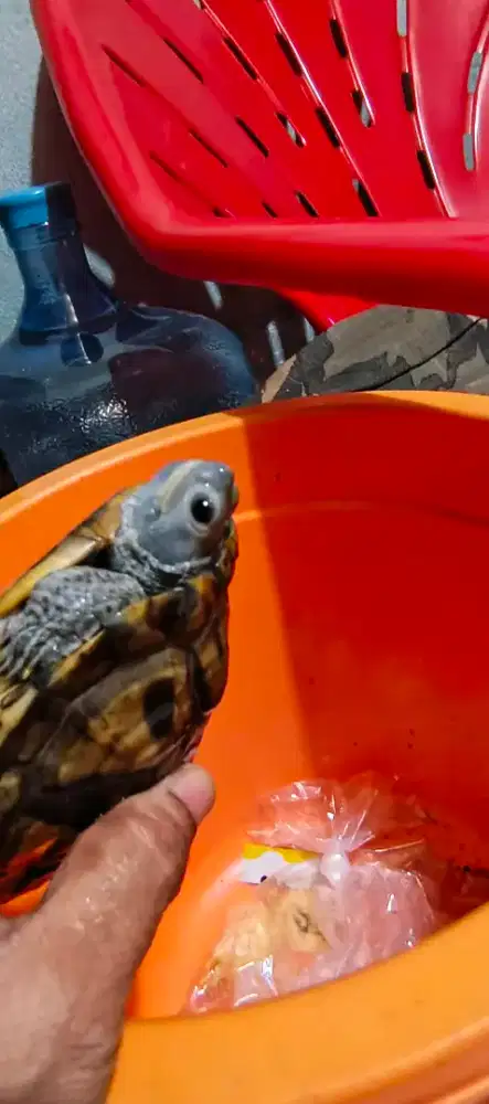 Kura Brazil res charcoal mata badan full hitam 13cm betina